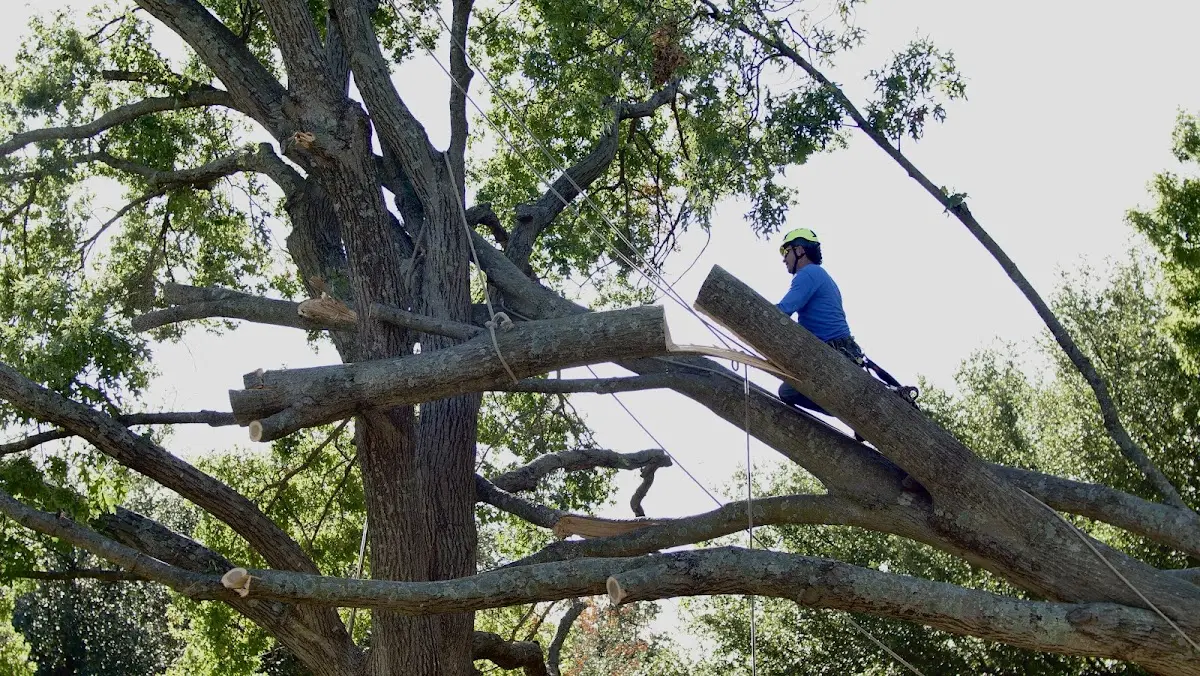 Professional Crown Thinning performed by certified arborists in Wadesboro